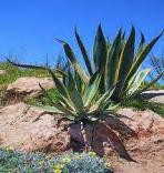 /album/kepgaleria-csapatunk1/aloevera1-jpg5/